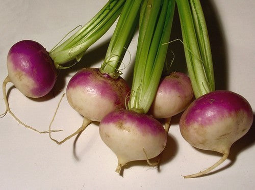 Rapen 'Purple Top Milan' / 'Milanese Witte Roodkop'