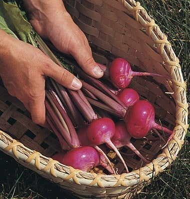 Turnip 'Scarlet Queen Red Stems' F1