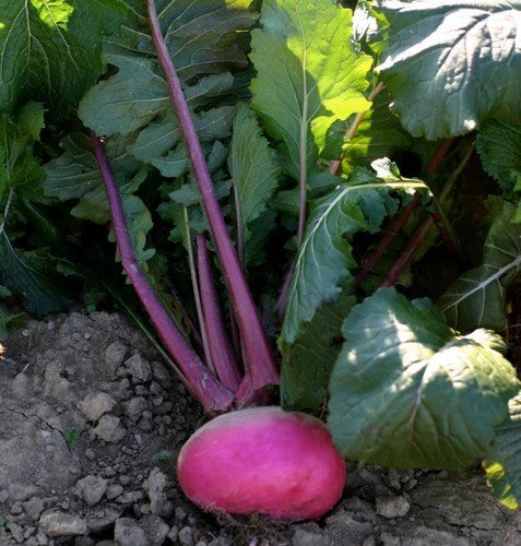 Turnip 'Scarlet Queen Red Stems' F1
