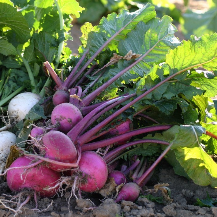 Turnip 'Scarlet Queen Red Stems' F1