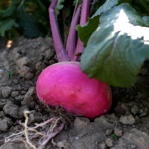 Turnip 'Scarlet Queen Red Stems' F1