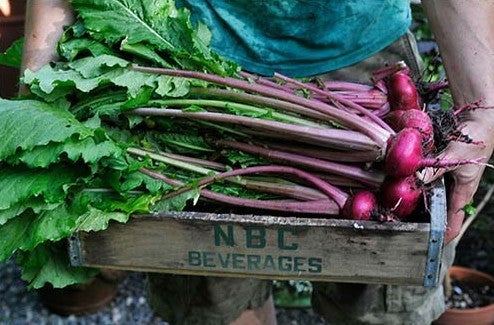 Turnip 'Scarlet Queen Red Stems' F1
