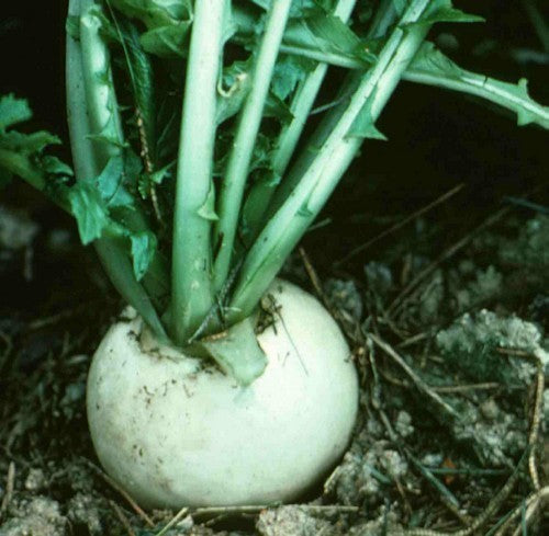 Rapen 'Sneeuwbal' / 'Bola de Nieve'