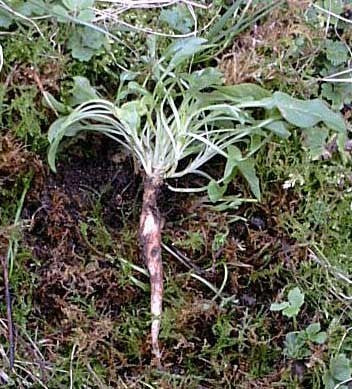 Rapunzelklokje