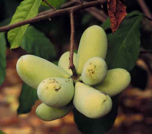 Roomappel 'Select Seed'