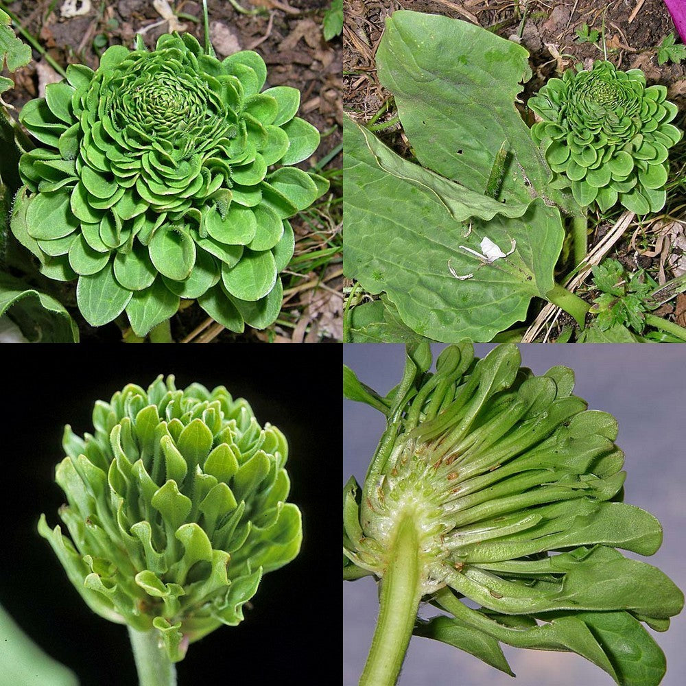 Roosjesweegbree ‘Rosularis’