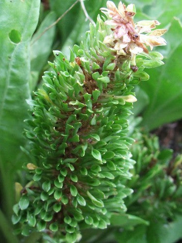 Roosjesweegbree ‘Rosularis’
