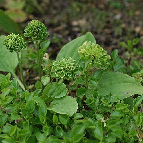 Roosjesweegbree ‘Rosularis’