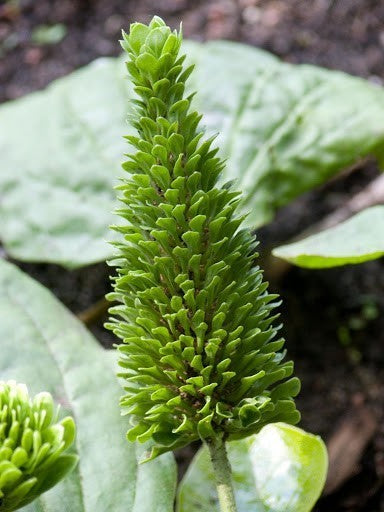Roosjesweegbree ‘Rosularis’