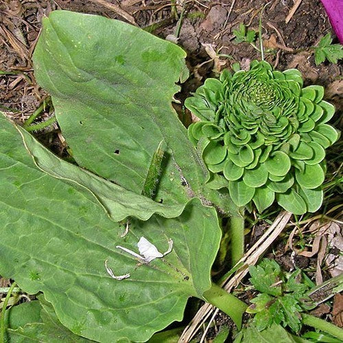 Roosjesweegbree ‘Rosularis’
