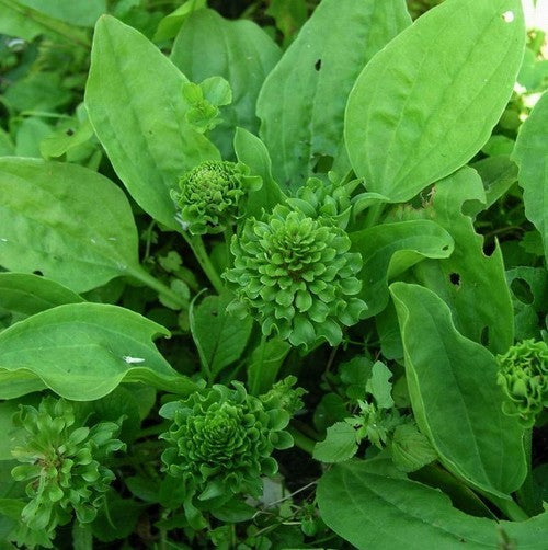 Roosjesweegbree ‘Rosularis’
