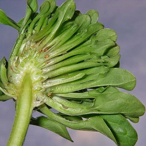 Roosjesweegbree ‘Rosularis’