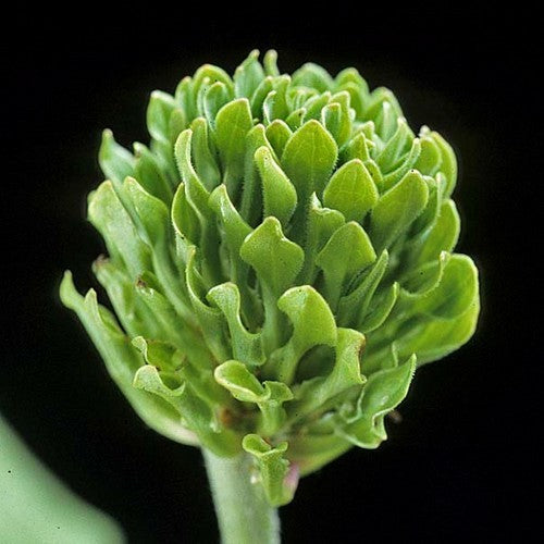 Roosjesweegbree ‘Rosularis’