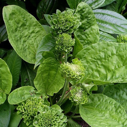 Roosjesweegbree ‘Rosularis’