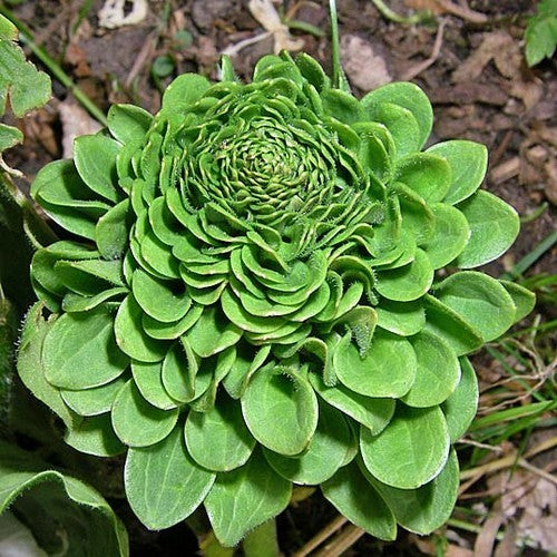 Roosjesweegbree ‘Rosularis’