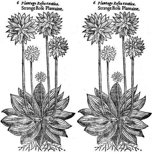Roosjesweegbree ‘Rosularis’