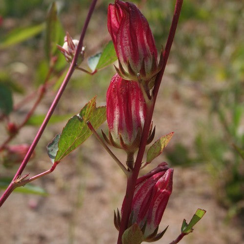 Rosella