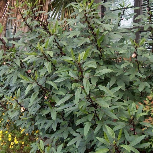 Rosella
