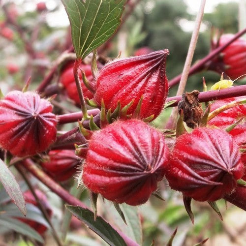 Rosella