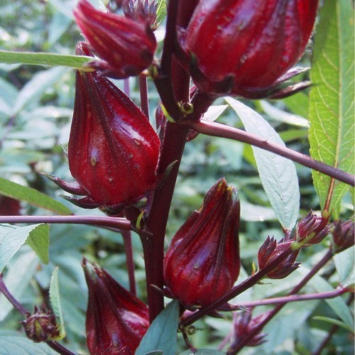 Rosella