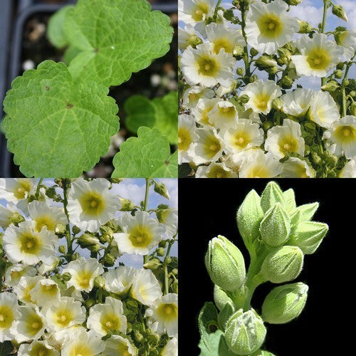Rose Lettuce 'Antep White'
