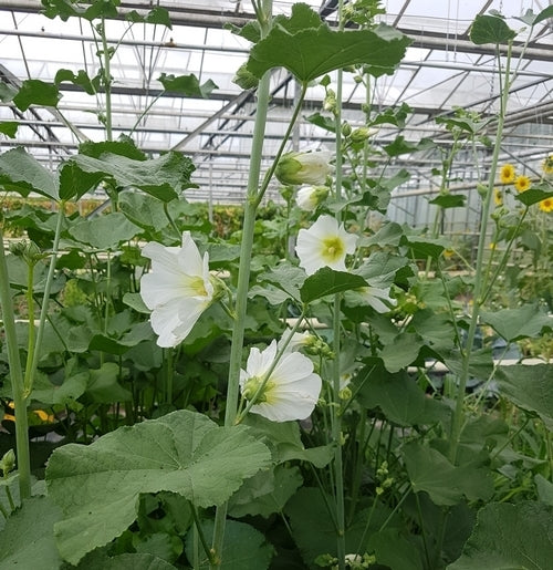 Rose Lettuce 'Antep White'