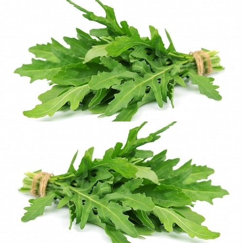 Rucola