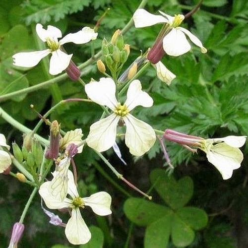 Rucola