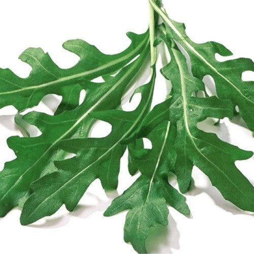 Rucola 'Coltivata Esmee'