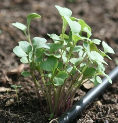 Rucola 'Coltivata Esmee'