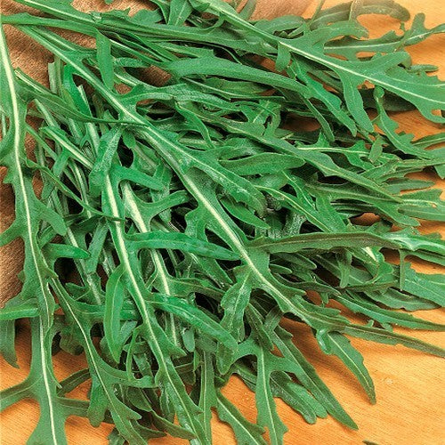 Rucola 'Frastagliata' / 'Suzette'