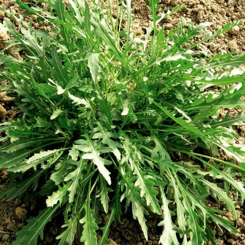 Rucola 'Frastagliata' / 'Suzette'