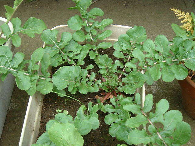 Arugula 'Pronto'