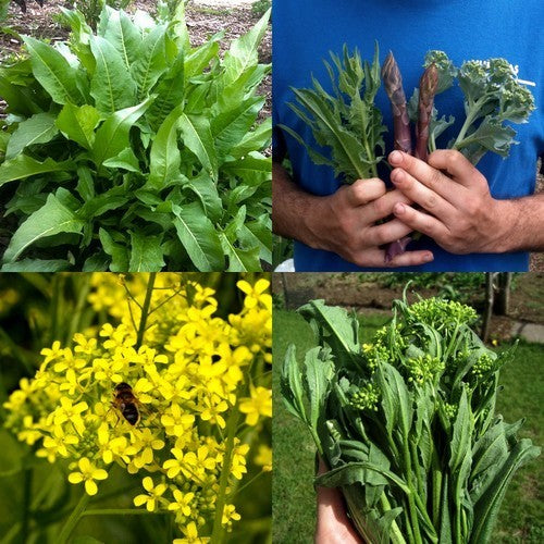 Turkse rucola