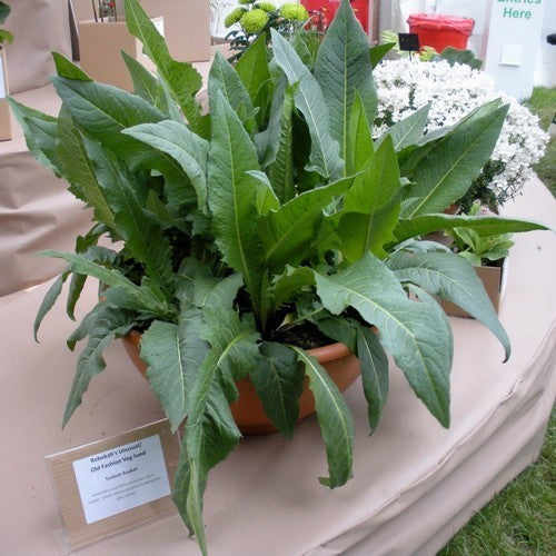 Turkse rucola