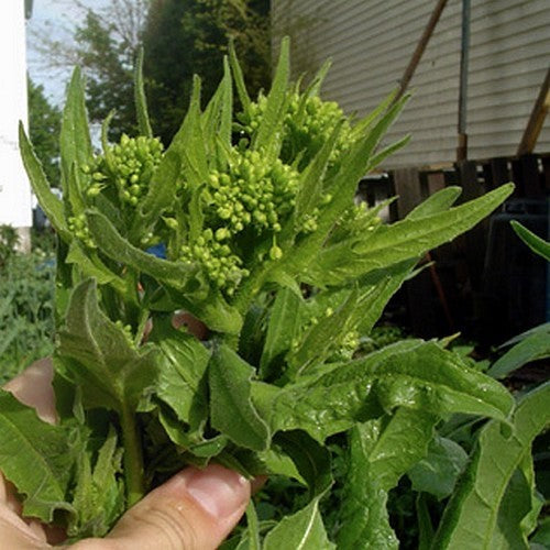 Turkse rucola