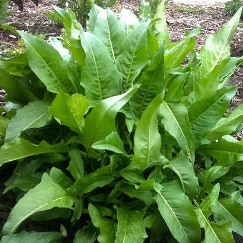 Turkse rucola
