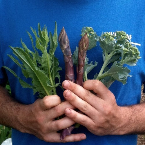 Turkse rucola