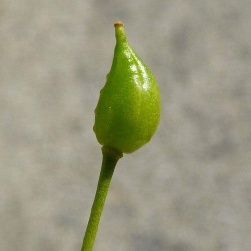 Turkse rucola