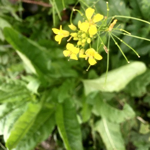 Turkse rucola