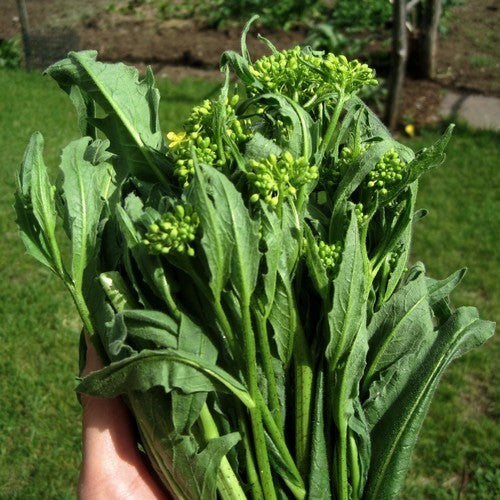 Turkse rucola