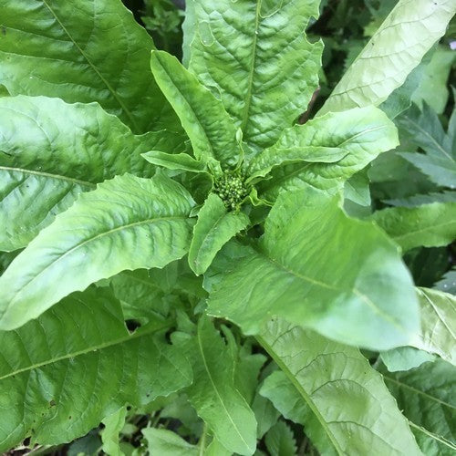 Turkse rucola