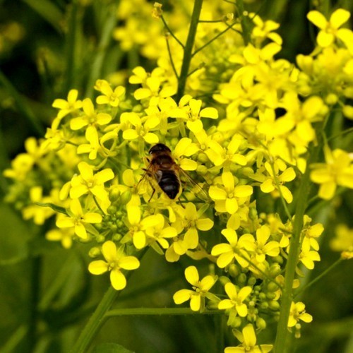 Turkse rucola