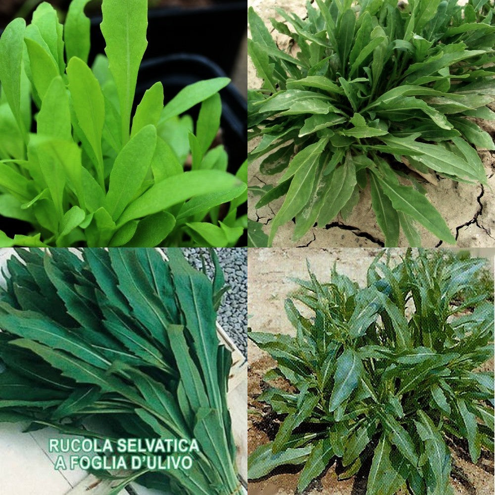 Olive Leaf Arugula 'A Foglia d'Ulivo' / 'Olivetta'