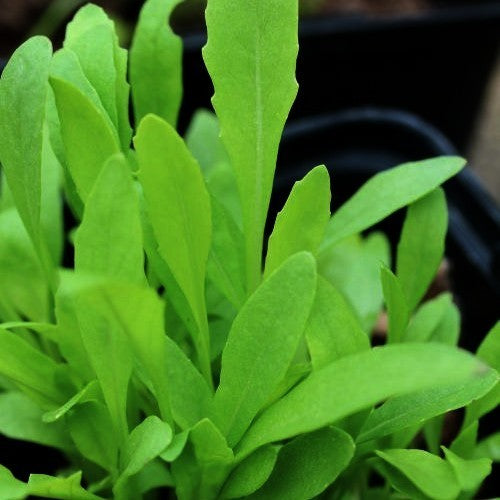 Olive Leaf Arugula 'A Foglia d'Ulivo' / 'Olivetta'