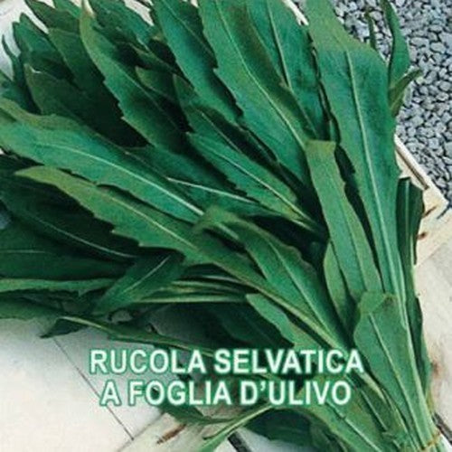 Olive Leaf Arugula 'A Foglia d'Ulivo' / 'Olivetta'