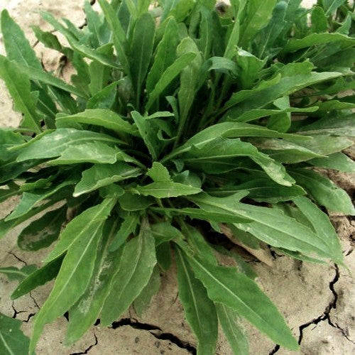 Olive Leaf Arugula 'A Foglia d'Ulivo' / 'Olivetta'