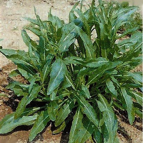 Olive Leaf Arugula 'A Foglia d'Ulivo' / 'Olivetta'