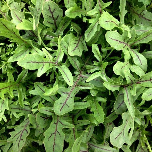 Roodnerf-Rucola 'Dragons Tongue'