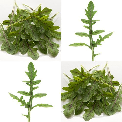 Roodnerf-Rucola 'Dragons Tongue'